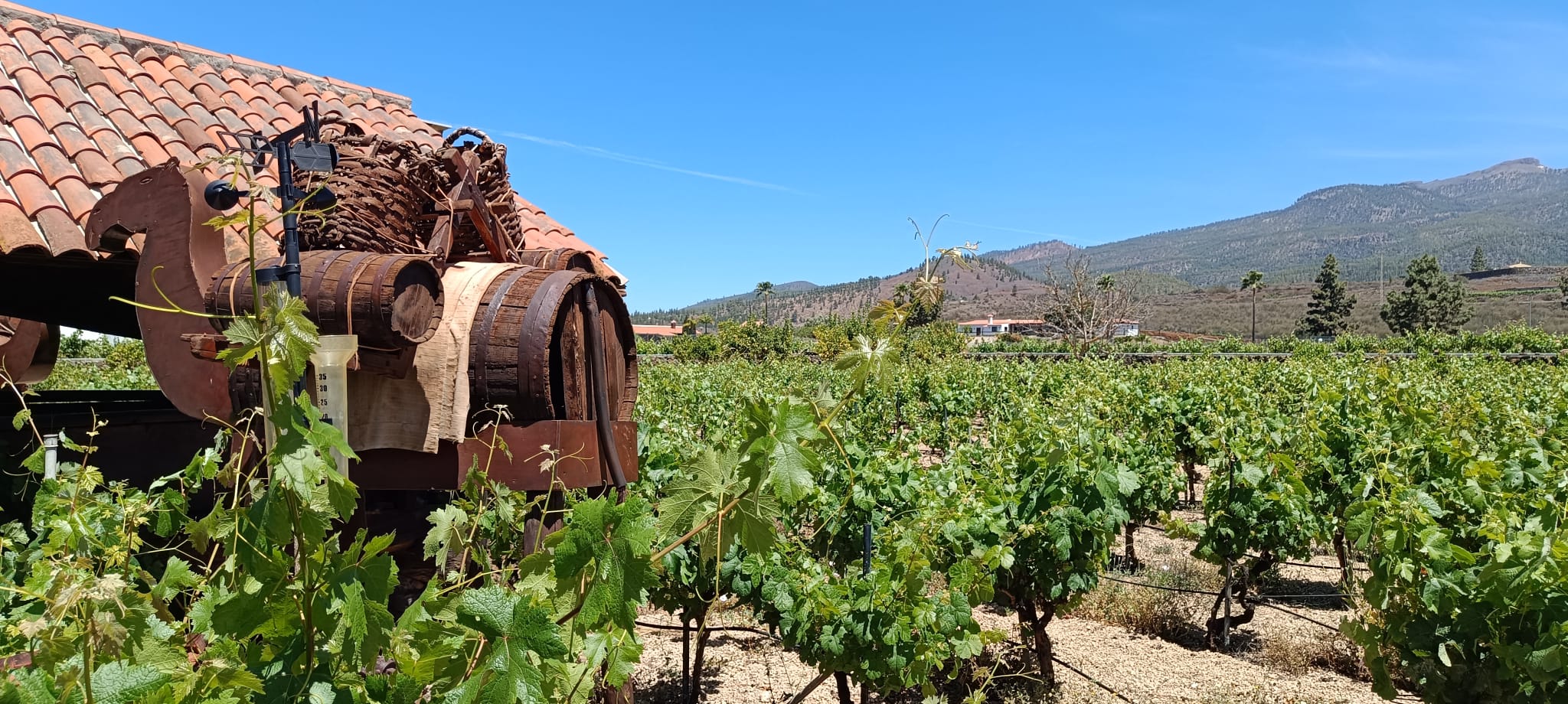 Wine Tour